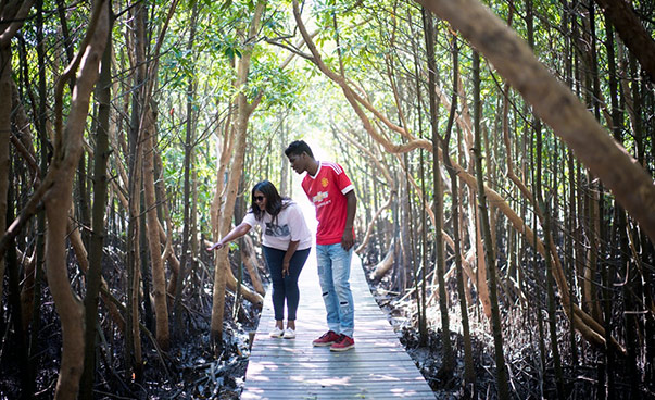 Ein Mann und eine Frau stehen auf einem Pfad in einem Mangrovenwald und betrachten die Bäume.